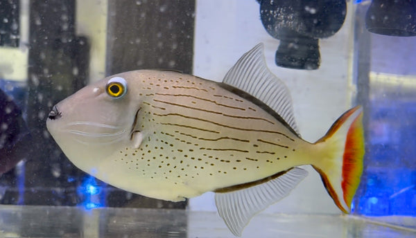 wholesale_coral - saltwater_fish saltwater_coral - rare corals - coralsdepot - Corals_Depot - live_corals - eye - catching - coral quality_marine_fish - quality - marine discoun