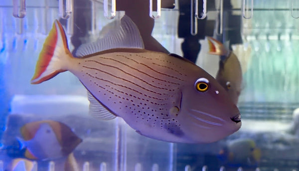 wholesale_coral - saltwater_fish saltwater_coral - rare corals - coralsdepot - Corals_Depot - live_corals - eye - catching - coral quality_marine_fish - quality - marine discoun