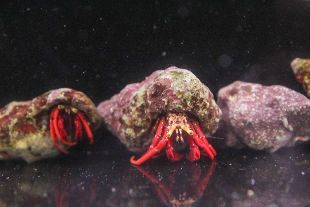 wholesale_coral - saltwater_fish saltwater_coral - rare corals - coralsdepot - Corals_Depot - live_corals - eye - catching - coral quality_marine_fish - quality - marine discoun