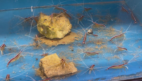 wholesale_coral - saltwater_fish saltwater_coral - rare corals - coralsdepot - Corals_Depot - live_corals - eye - catching - coral quality_marine_fish - quality - marine discoun