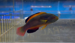 wholesale_coral - saltwater_fish saltwater_coral - rare corals - coralsdepot - Corals_Depot - live_corals - eye-catching-coral quality_marine_fish -quality-marine discoun