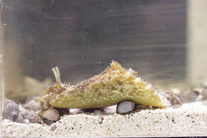 wholesale_coral - saltwater_fish saltwater_coral - rare corals - coralsdepot - Corals_Depot - live_corals - eye - catching - coral quality_marine_fish - quality - marine discoun