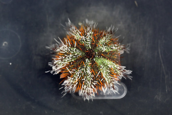 wholesale_coral - saltwater_fish saltwater_coral - rare corals - coralsdepot - Corals_Depot - live_corals - eye - catching - coral quality_marine_fish - quality - marine discoun