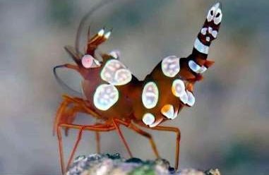 wholesale_coral - saltwater_fish saltwater_coral - rare corals - coralsdepot - Corals_Depot - live_corals - eye - catching - coral quality_marine_fish - quality - marine discoun