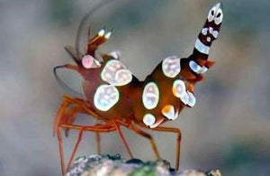 wholesale_coral - saltwater_fish saltwater_coral - rare corals - coralsdepot - Corals_Depot - live_corals - eye - catching - coral quality_marine_fish - quality - marine discoun