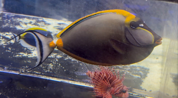 wholesale_coral - saltwater_fish saltwater_coral - rare corals - coralsdepot - Corals_Depot - live_corals - eye - catching - coral quality_marine_fish - quality - marine discoun