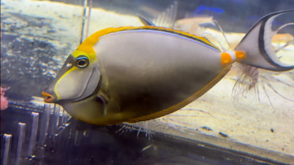 wholesale_coral - saltwater_fish saltwater_coral - rare corals - coralsdepot - Corals_Depot - live_corals - eye - catching - coral quality_marine_fish - quality - marine discoun