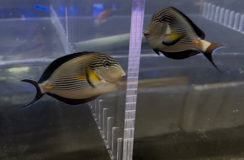 wholesale_coral - saltwater_fish saltwater_coral - rare corals - coralsdepot - Corals_Depot - live_corals - eye - catching - coral quality_marine_fish - quality - marine discoun