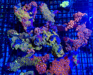 wholesale_coral - saltwater_fish saltwater_coral - rare corals - coralsdepot - Corals_Depot - live_corals - eye - catching - coral quality_marine_fish - quality - marine discoun