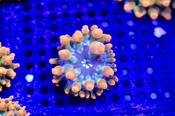 wholesale_coral - saltwater_fish saltwater_coral - rare corals - coralsdepot - Corals_Depot - live_corals - eye - catching - coral quality_marine_fish - quality - marine discoun