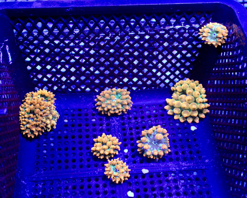 wholesale_coral - saltwater_fish saltwater_coral - rare corals - coralsdepot - Corals_Depot - live_corals - eye - catching - coral quality_marine_fish - quality - marine discoun