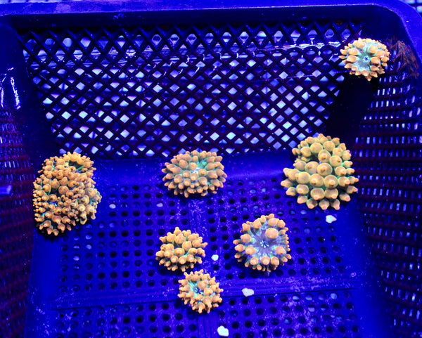 wholesale_coral - saltwater_fish saltwater_coral - rare corals - coralsdepot - Corals_Depot - live_corals - eye - catching - coral quality_marine_fish - quality - marine discoun