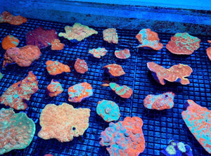 wholesale_coral - saltwater_fish saltwater_coral - rare corals - coralsdepot - Corals_Depot - live_corals - eye - catching - coral quality_marine_fish - quality - marine discoun