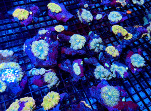 wholesale_coral - saltwater_fish saltwater_coral - rare corals - coralsdepot - Corals_Depot - live_corals - eye - catching - coral quality_marine_fish - quality - marine discoun