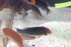 wholesale_coral - saltwater_fish saltwater_coral - rare corals - coralsdepot - Corals_Depot - live_corals - eye - catching - coral quality_marine_fish - quality - marine discoun