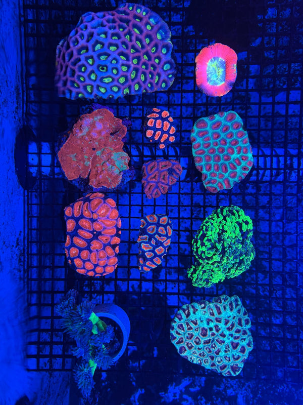 wholesale_coral - saltwater_fish saltwater_coral - rare corals - coralsdepot - Corals_Depot - live_corals - eye - catching - coral quality_marine_fish - quality - marine discoun