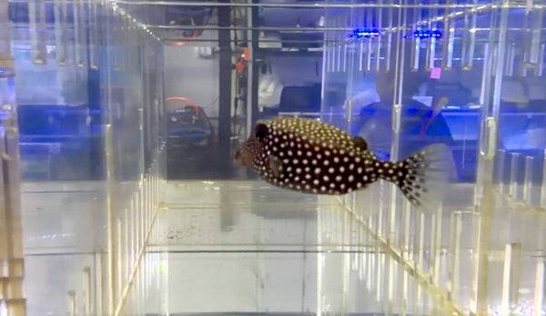 wholesale_coral - saltwater_fish saltwater_coral - rare corals - coralsdepot - Corals_Depot - live_corals - eye - catching - coral quality_marine_fish - quality - marine discoun