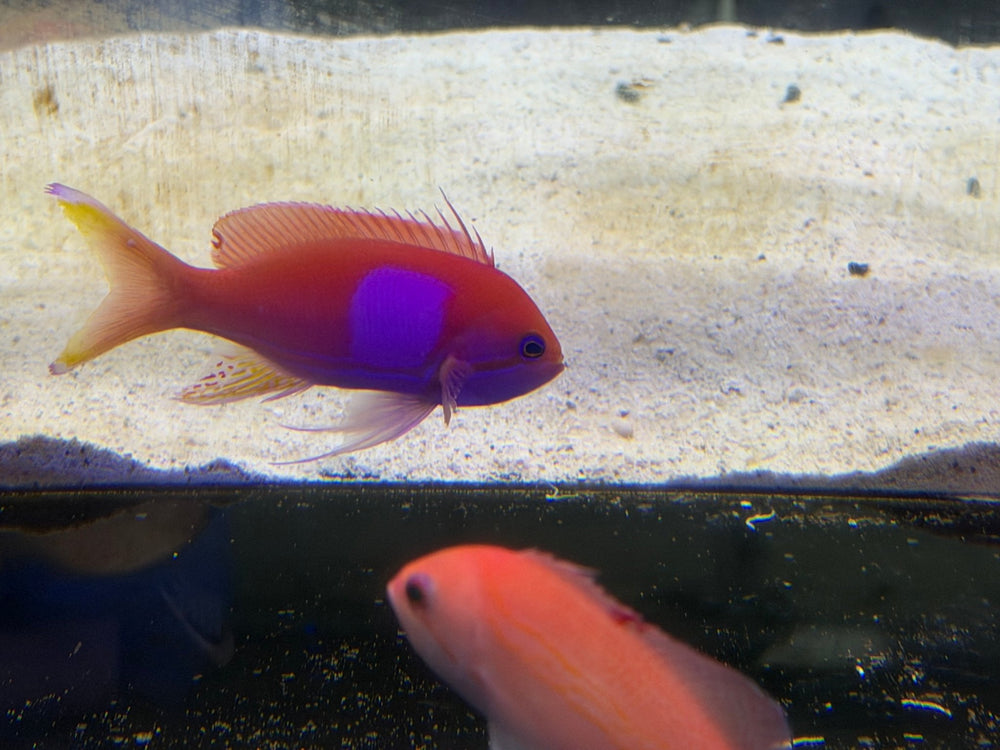 wholesale_coral - saltwater_fish saltwater_coral - rare corals - coralsdepot - Corals_Depot - live_corals - eye - catching - coral quality_marine_fish - quality - marine discoun