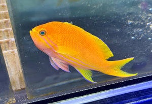 wholesale_coral - saltwater_fish saltwater_coral - rare corals - coralsdepot - Corals_Depot - live_corals - eye - catching - coral quality_marine_fish - quality - marine discoun