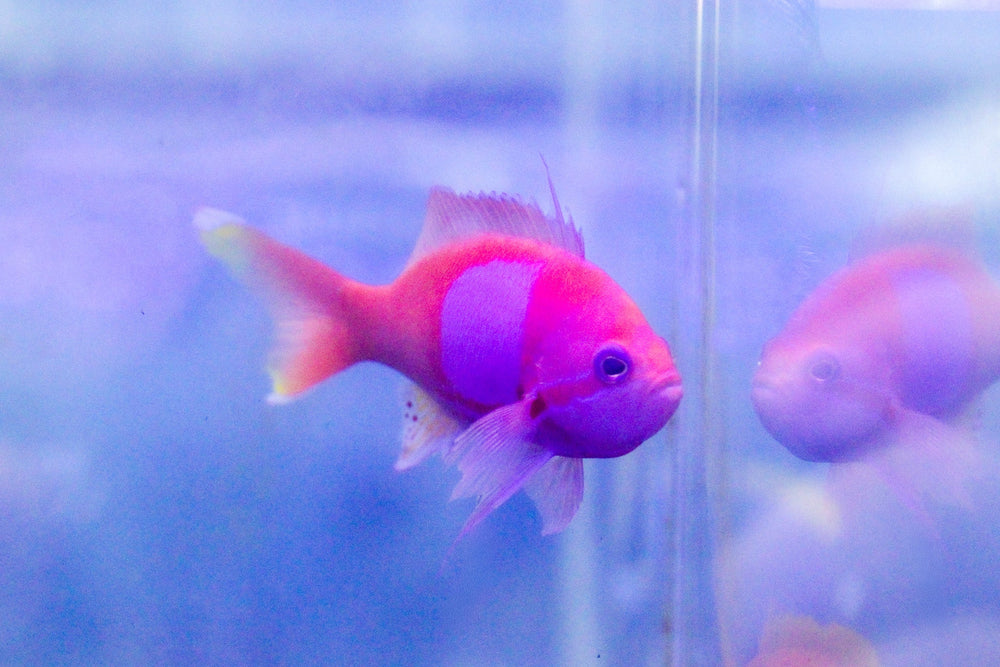 wholesale_coral - saltwater_fish saltwater_coral - rare corals - coralsdepot - Corals_Depot - live_corals - eye - catching - coral quality_marine_fish - quality - marine discoun