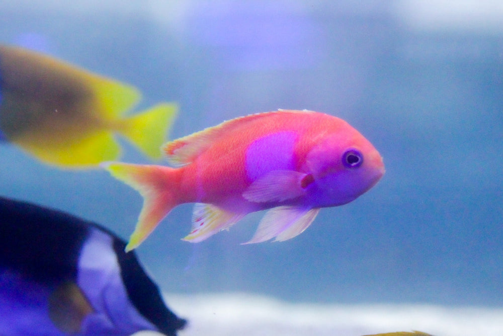 wholesale_coral - saltwater_fish saltwater_coral - rare corals - coralsdepot - Corals_Depot - live_corals - eye - catching - coral quality_marine_fish - quality - marine discoun