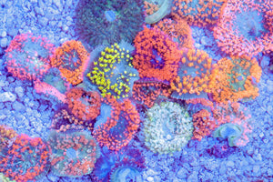 wholesale_coral - saltwater_fish saltwater_coral - rare corals - coralsdepot - Corals_Depot - live_corals - eye - catching - coral quality_marine_fish - quality - marine discoun