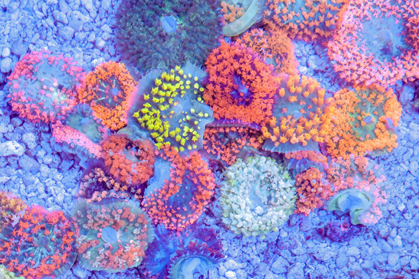 wholesale_coral - saltwater_fish saltwater_coral - rare corals - coralsdepot - Corals_Depot - live_corals - eye - catching - coral quality_marine_fish - quality - marine discoun