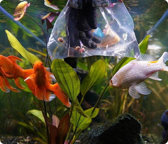 Acclimation process