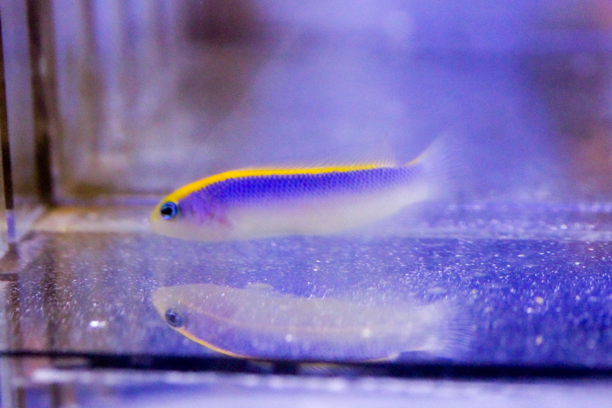 Sunrise Dottyback (Red Sea) - Corals Depot