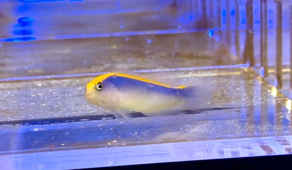 wholesale_coral - saltwater_fish saltwater_coral - rare corals - coralsdepot - Corals_Depot - live_corals - eye - catching - coral quality_marine_fish - quality - marine discoun