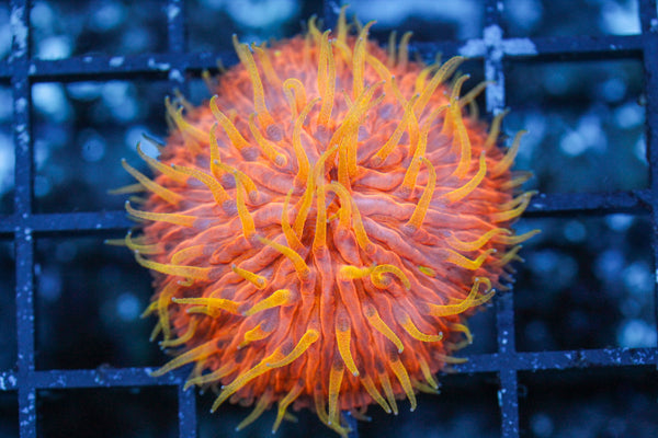 wholesale_coral - saltwater_fish saltwater_coral - rare corals - coralsdepot - Corals_Depot - live_corals - eye-catching-coral quality_marine_fish -quality-marine discoun