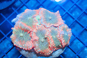 wholesale_coral - saltwater_fish saltwater_coral - rare corals - coralsdepot - Corals_Depot - live_corals - eye - catching - coral quality_marine_fish - quality - marine discoun