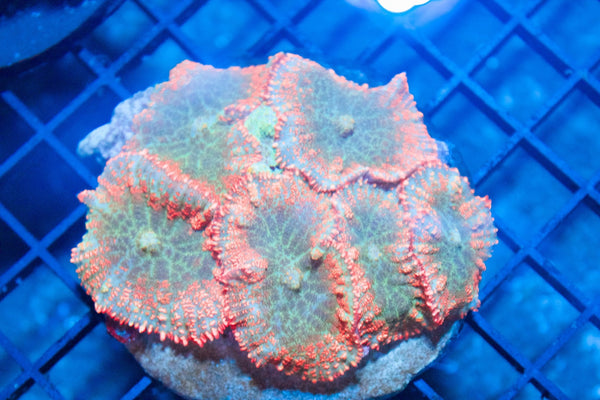 wholesale_coral - saltwater_fish saltwater_coral - rare corals - coralsdepot - Corals_Depot - live_corals - eye - catching - coral quality_marine_fish - quality - marine discoun