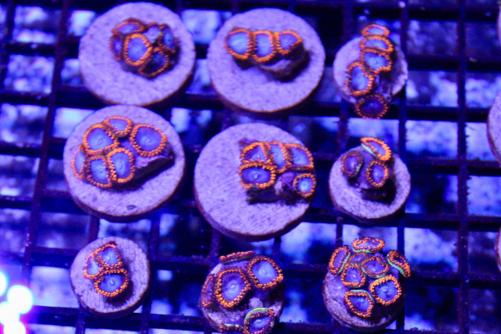 wholesale_coral - saltwater_fish saltwater_coral - rare corals - coralsdepot - Corals_Depot - live_corals - eye - catching - coral quality_marine_fish - quality - marine discoun