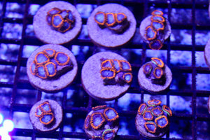 wholesale_coral - saltwater_fish saltwater_coral - rare corals - coralsdepot - Corals_Depot - live_corals - eye - catching - coral quality_marine_fish - quality - marine discoun