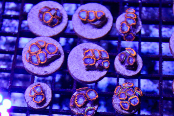 wholesale_coral - saltwater_fish saltwater_coral - rare corals - coralsdepot - Corals_Depot - live_corals - eye - catching - coral quality_marine_fish - quality - marine discoun