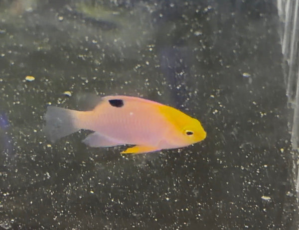 wholesale_coral - saltwater_fish saltwater_coral - rare corals - coralsdepot - Corals_Depot - live_corals - eye - catching - coral quality_marine_fish - quality - marine discoun