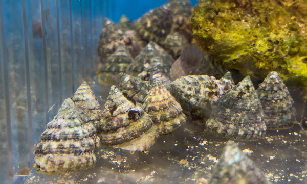 wholesale_coral - saltwater_fish saltwater_coral - rare corals - coralsdepot - Corals_Depot - live_corals - eye - catching - coral quality_marine_fish - quality - marine discoun
