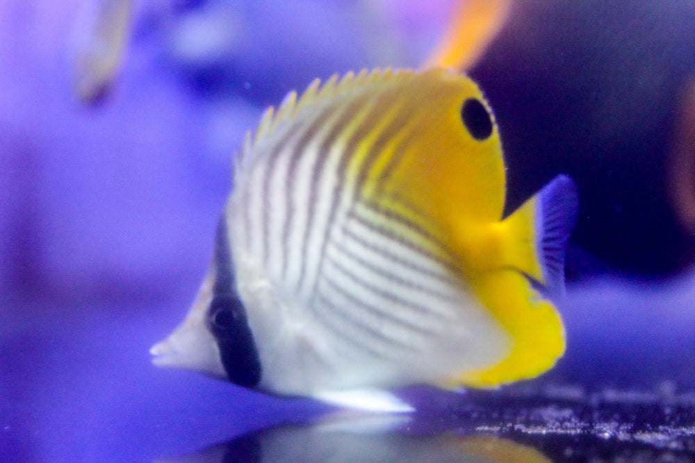 wholesale_coral - saltwater_fish saltwater_coral - rare corals - coralsdepot - Corals_Depot - live_corals - eye - catching - coral quality_marine_fish - quality - marine discoun