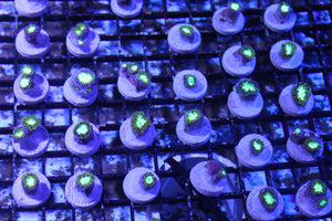 wholesale_coral - saltwater_fish saltwater_coral - rare corals - coralsdepot - Corals_Depot - live_corals - eye - catching - coral quality_marine_fish - quality - marine discoun