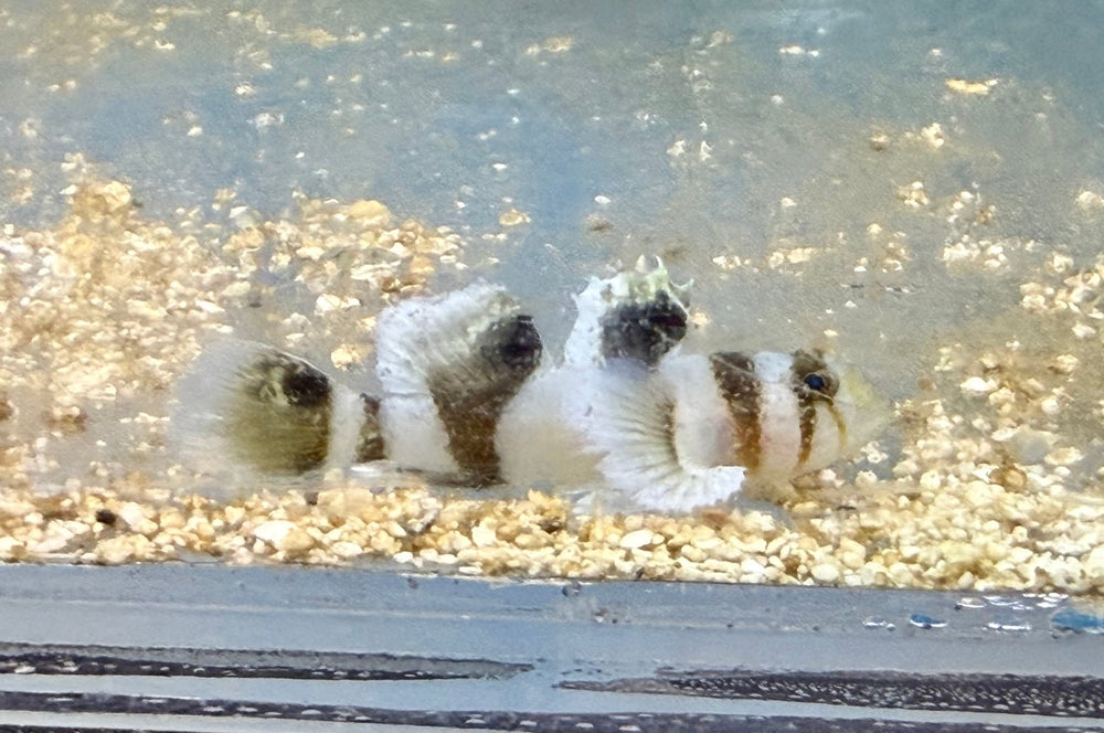 wholesale_coral - saltwater_fish saltwater_coral - rare corals - coralsdepot - Corals_Depot - live_corals - eye - catching - coral quality_marine_fish - quality - marine discoun