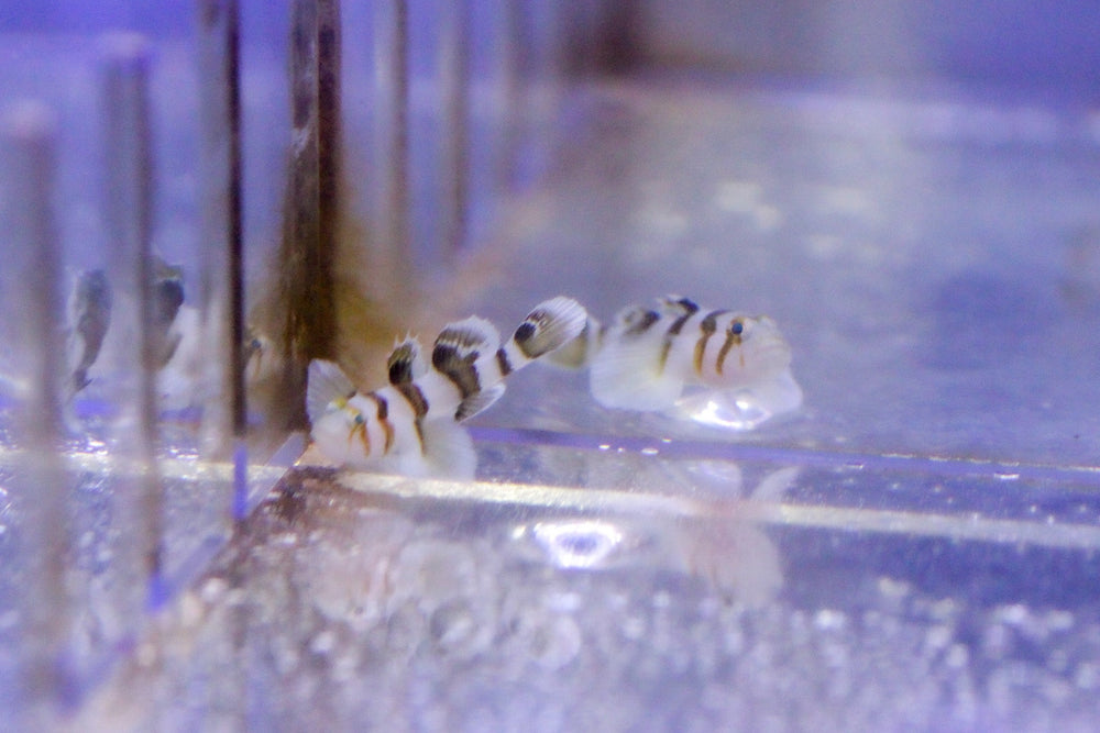 wholesale_coral - saltwater_fish saltwater_coral - rare corals - coralsdepot - Corals_Depot - live_corals - eye - catching - coral quality_marine_fish - quality - marine discoun