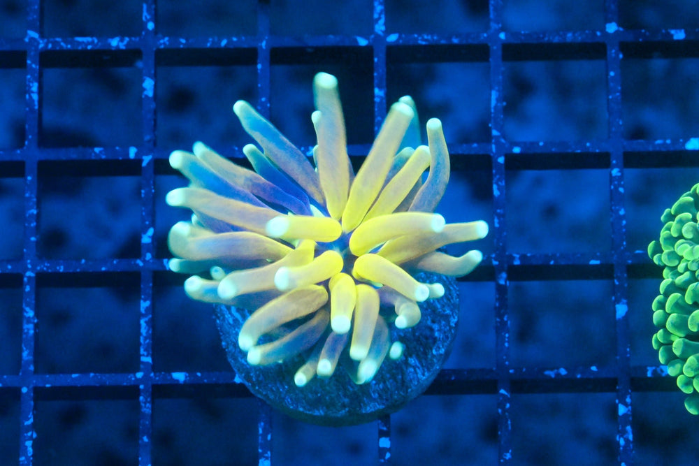 wholesale_coral - saltwater_fish saltwater_coral - rare corals - coralsdepot - Corals_Depot - live_corals - eye - catching - coral quality_marine_fish - quality - marine discoun