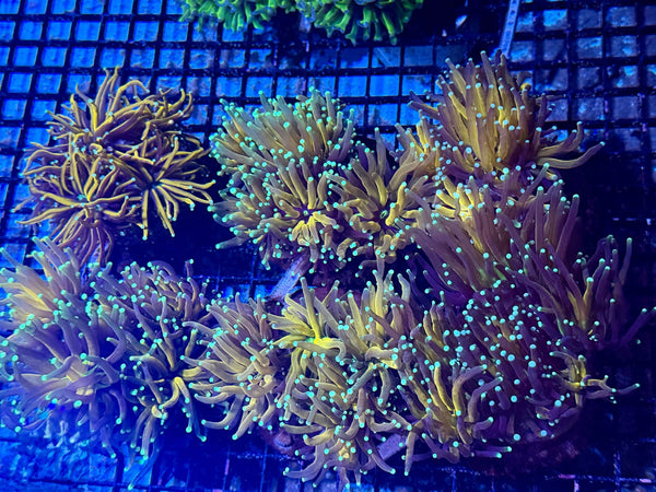 wholesale_coral - saltwater_fish saltwater_coral - rare corals - coralsdepot - Corals_Depot - live_corals - eye - catching - coral quality_marine_fish - quality - marine discoun
