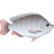 Fish is not moving