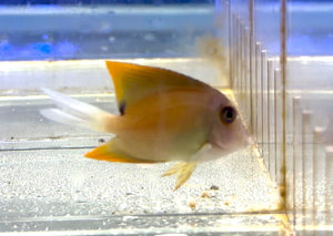 wholesale_coral - saltwater_fish saltwater_coral - rare corals - coralsdepot - Corals_Depot - live_corals - eye - catching - coral quality_marine_fish - quality - marine discoun