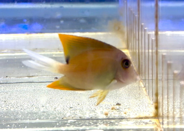 wholesale_coral - saltwater_fish saltwater_coral - rare corals - coralsdepot - Corals_Depot - live_corals - eye - catching - coral quality_marine_fish - quality - marine discoun