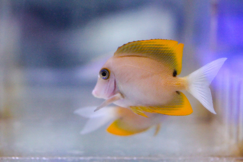 wholesale_coral - saltwater_fish saltwater_coral - rare corals - coralsdepot - Corals_Depot - live_corals - eye - catching - coral quality_marine_fish - quality - marine discoun