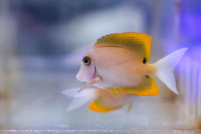 wholesale_coral - saltwater_fish saltwater_coral - rare corals - coralsdepot - Corals_Depot - live_corals - eye - catching - coral quality_marine_fish - quality - marine discoun