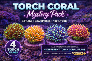 wholesale_coral - saltwater_fish saltwater_coral - rare corals - coralsdepot - Corals_Depot - live_corals - eye - catching - coral quality_marine_fish - quality - marine discoun